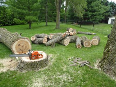 Tree Stump Removal