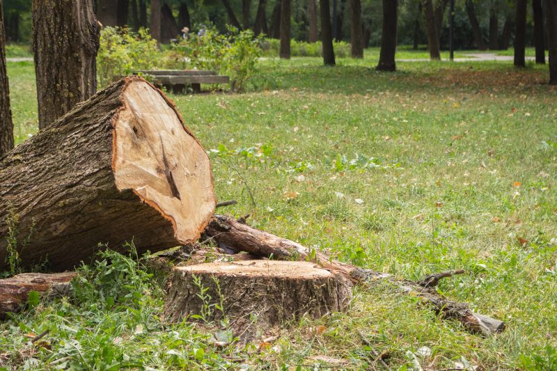 Tree Stump Removal
