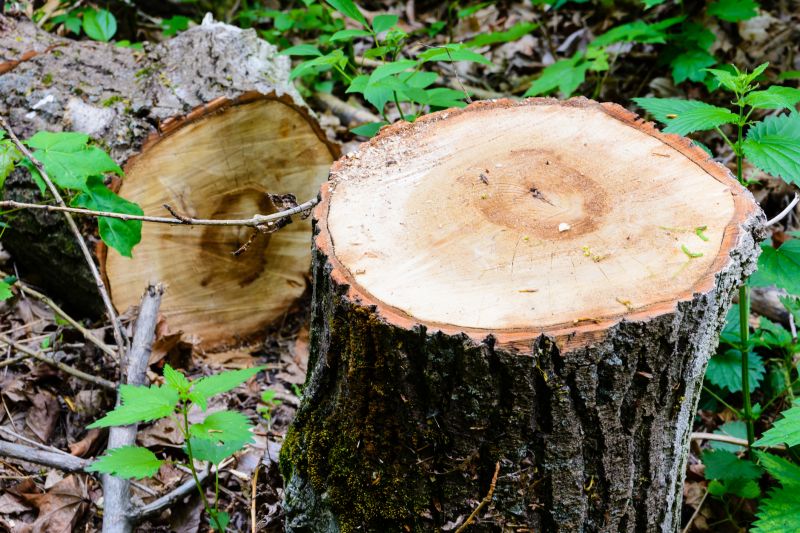 Tree Stump Removal