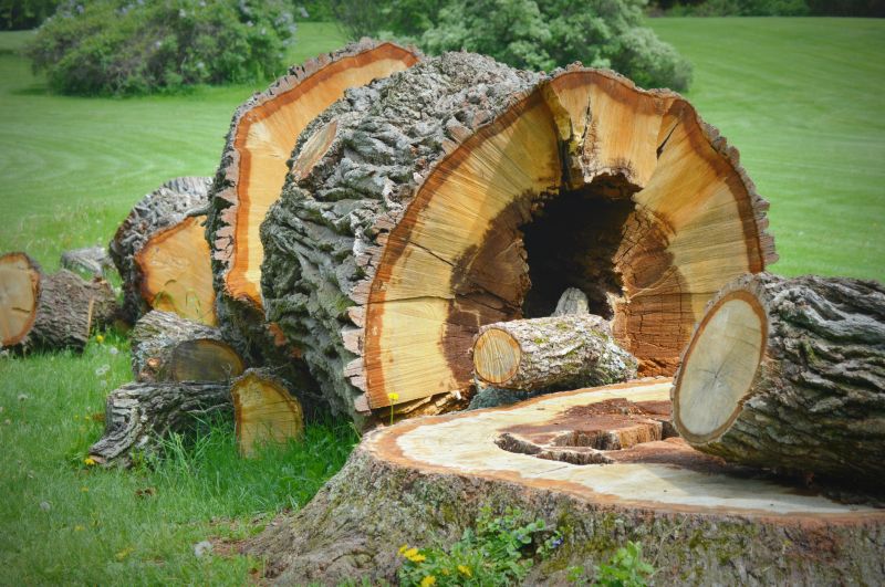Tree Stump Removal in Prince Georges County, MD