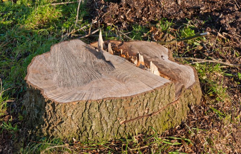 Before and After Stump Removal