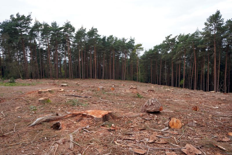 Before and After Stump Removal