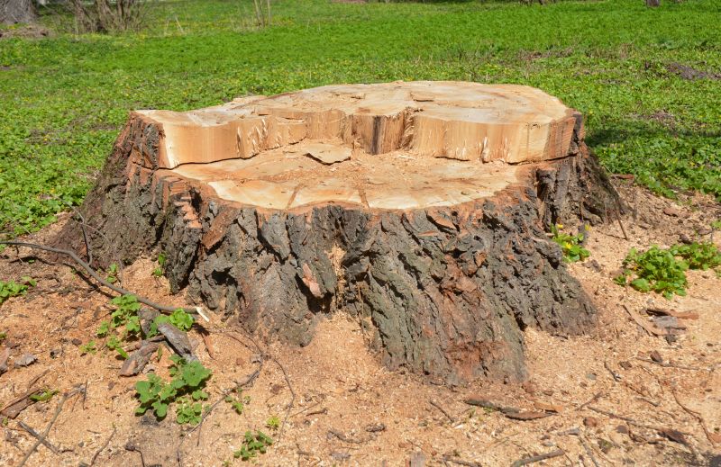 Tree Trunk Removal in Prince Georges County, MD