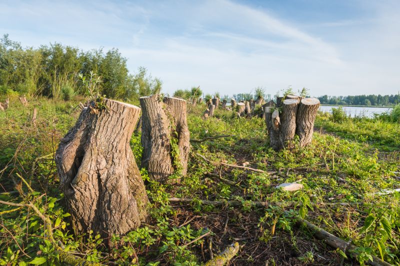 Landscaping Companies